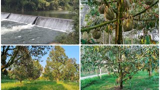 สวนทุเรียนพร้อมผลผลิต6 ไร่ โฉนด 4.8ลบ 100 ติดฝายคลองใหญ่ บ้าน 1 หลังต.เขาแก้ว อ.ท่าใหม่ 0986809629 