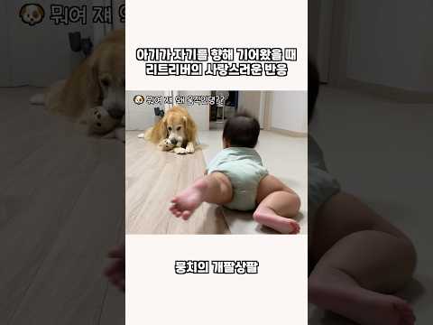아기가 자기를 향해 기어왔을 때 리트리버의 사랑스러운 반응
