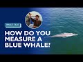 Whale Research and Measurement Techniques