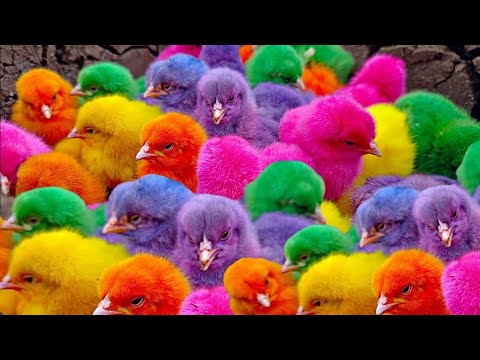 Ayam Lucu, ayam warna warni, ayam rainbow, kelinci lucu, bebek lucu, ikan koi, Hewan Lucu