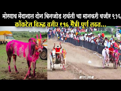 मोरगाव मैदानात दोन बिनजोड विजयी | लवकरच 3 फेरे मैदानात | सावेळे कर्जत चा वजीर 916 | बैलगाडा शर्यत