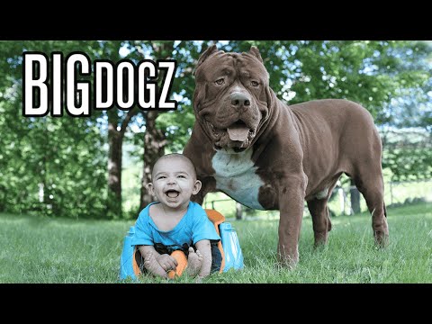 Giant 175lb Dog & The New Born Baby | BIG DOGZ