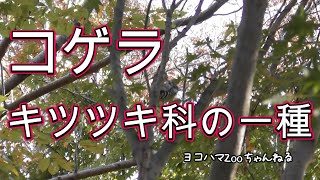 コゲラ/キツツキ科の一種　2023/11/1～8撮影