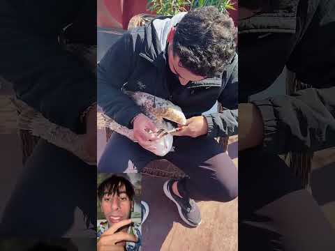 شوفو هاد طير اشنو وقع ليه