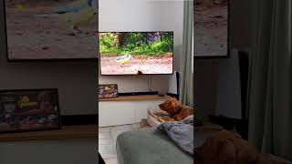 Jagdkontrolle – Desensibilisierung zu Hause