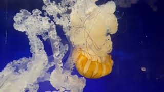 2026 - OdySea Aquarium Experience