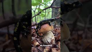 My boletus;D #mushroom #grzyby2024 #funghiporcini #funghi