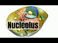 Understanding the Nucleus and Ribosomes