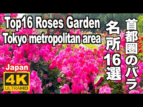 Roses Garden 首都圏（南関東）バラの名所16 famous rose spots in the Tokyo metropolitan area 関東 東京 神奈川 埼玉 千葉 薔薇