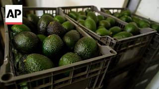 YouTube video thumbnail: Mexico's Avocado Producers Demand Solutions to Insecurity Amid US Export Shutdown