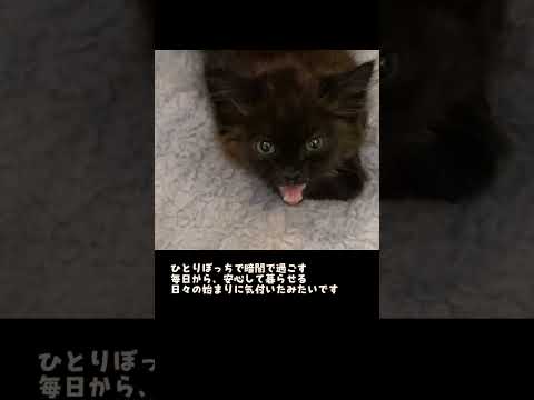 モカちゃん、これからはずっと一緒に暮らそうね。＃保護猫＃子猫＃野良猫