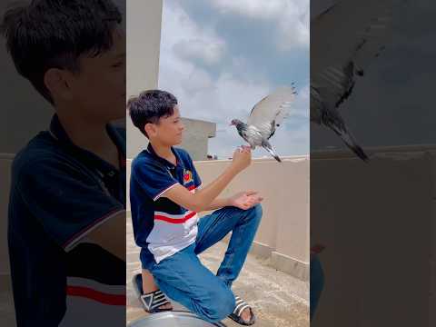 hand tame kabutar bhag gaya 😍 #minivlog #vlogs