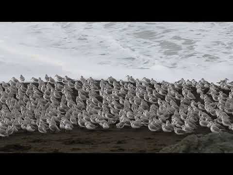 Birds running from waves