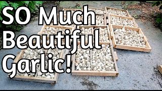 Garlic Harvest is DONE! 1000+ pounds!