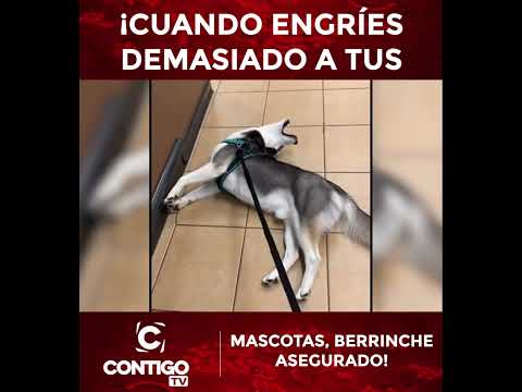 ¡CUANDO ENGRÍES DEMASIADO A TUS MASCOTAS, BERRINCHE ASEGURADO! #animales #entretenimiento