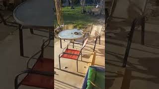 Annoying Dogs