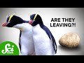 Erect-Crested Penguins and Their Unique Breeding Behavior