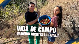 Bajando jocotes ácidos y de azucarón en familia, ya llegó la temporada de está rica fruta.
