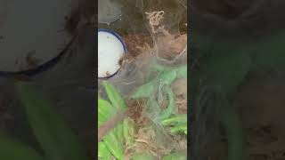 Trinidad Olive Tarantula eating a cricket #tarantula #tarantulafeeding #petspider
