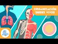 Organización de los Seres Vivos