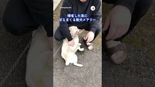帰省した弟に甘えまくる柴犬メアリー、実は…｜PECO #shorts