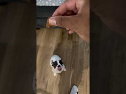 Catch? #puppy #dog #funny #catch #puppyfail 