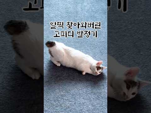 일찍 찾아와 버린 고양이 발정기...