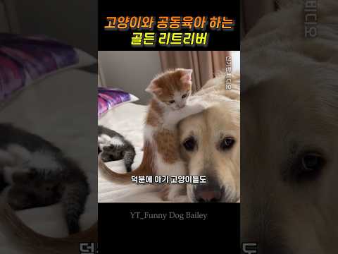 고양이와 공동육아 하는 골든 리트리버