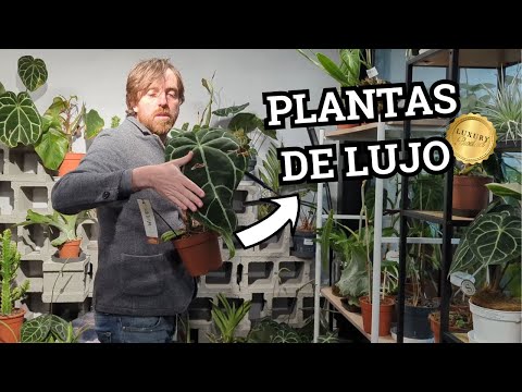 Las PLANTAS DE INTERIOR más CARAS que he visto nunca