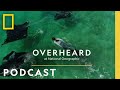 Malaika Vas and Manta Ray Trafficking
