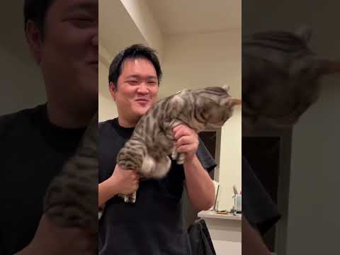 海外で流行ってる猫マシンガンをよく喋る猫でやるとこうなる　#shorts