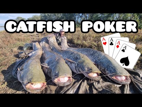 CATFISH POKER over 200 pound by YURI GRISENDI