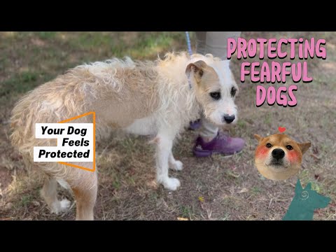 Protecting your Fearful Dog ￼~ Creating a Positive Experience
