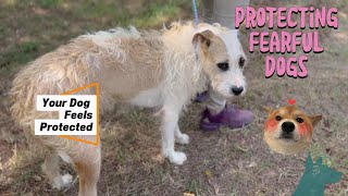 Protecting your Fearful Dog ￼~ Creating a Positive Experience
