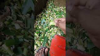 ভুট্টার দানা সাদা থাকা অবস্তায় সাইলেজ করা সঠিক সময়। #খামার_বাড়ি #arr5_farm