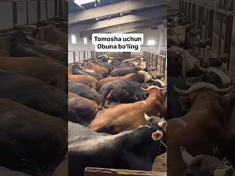 томоша