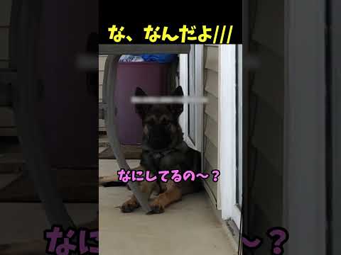 思わず照れちゃうワンコ