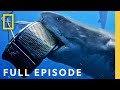 Shark Species and Behavior Trivia