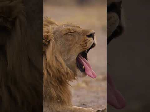 How different animals yawn 🥱 #shorts