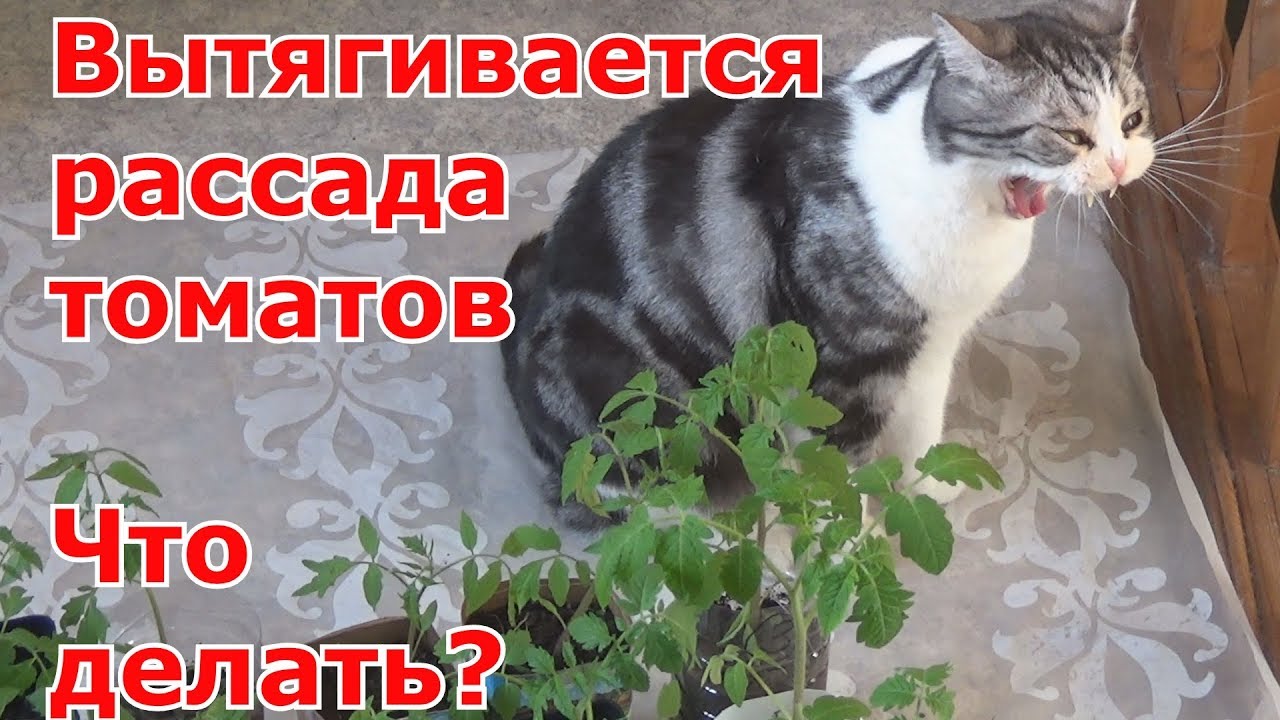 Что делать чтобы рассада помидоров не вытягивалась
