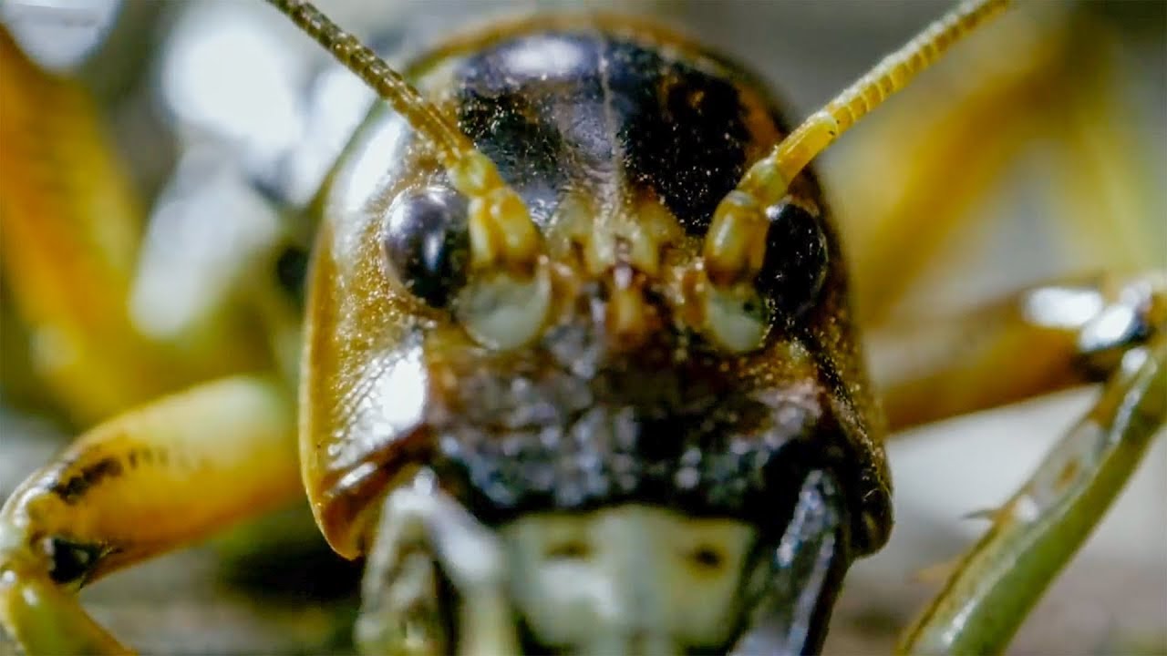 Weirdest Creepy Crawly Moments Top 5 BBC Earth