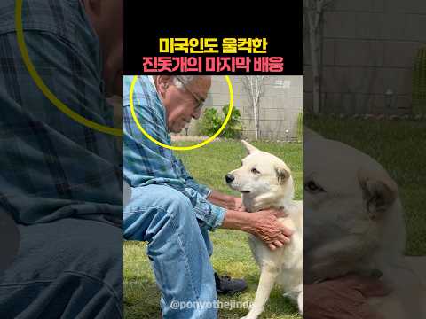 미국인 아빠의 마지막을 알아챈 진돗개의 놀라운 행동