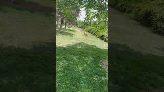 Retrieving #goldenretriever #retriever #dog #doglover #goldens #puppy #goldenbreed #animal