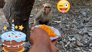 Bajrangbali Baba ko dar lag raha tha 🤣 #monkeyvideo #funnyanimal #monkey #comedyvideo #lol