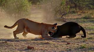🎥 Puma vs. Black Panther – Who Is Stronger? | Epic Wildlife Showdown! 🐾