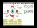 Cranial Nerves and Eye Muscles