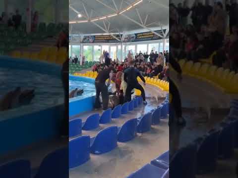 #дельфин #видео