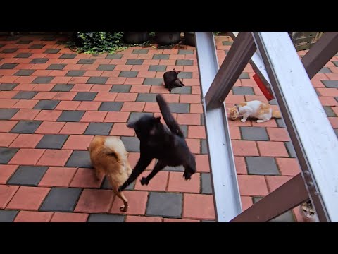 അമ്പാൻ റസ്ക്യൂ മിഷൻ ഇംപോസിബിൾ 🐈‍⬛😼 #funnycats #funnydogs #pets #petsagram