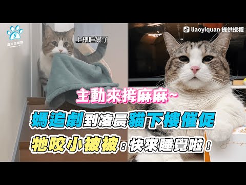 【媽追劇到淩晨貓下樓催促 牠咬小被被：快來睡覺啦！】｜TikTok / bbhou00｜網友 Edwina Lee