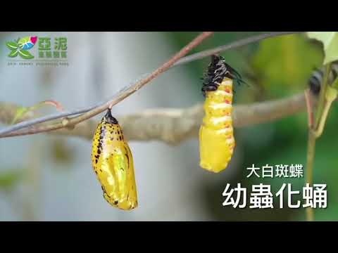 大白斑蝶化蛹成金  亞泥生態園區 - YouTube(1分02秒)